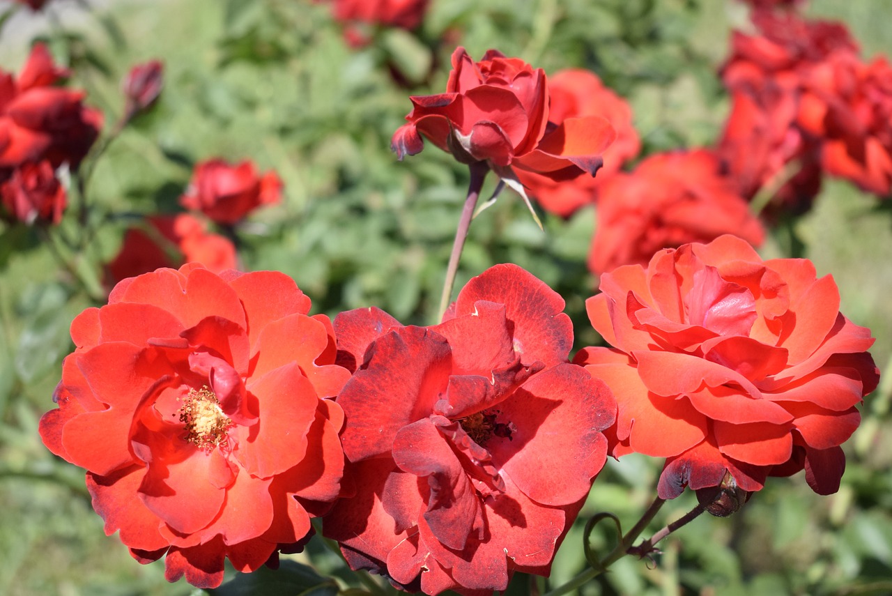 red roses  beautiful  in the sun free photo