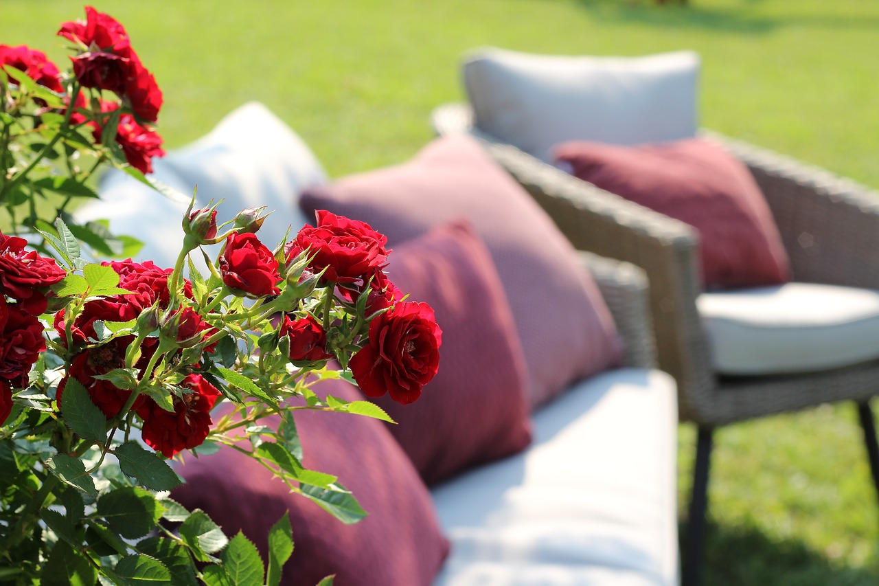 red roses  armchairs  relaxation free photo