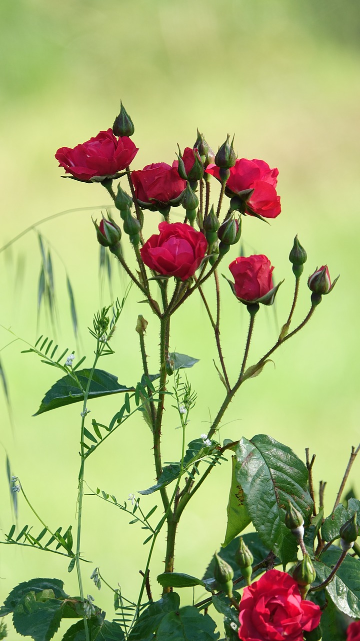 red roses  garden  nature free photo