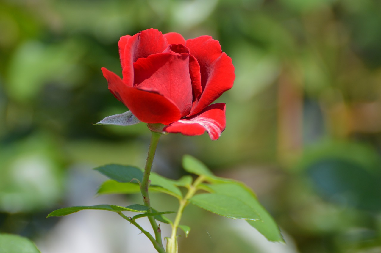 red roses  summer  garden free photo