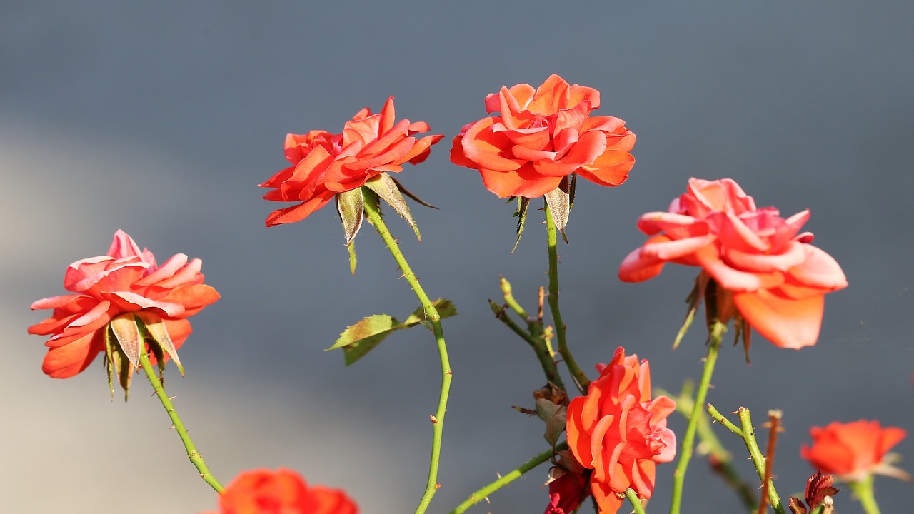 red roses  flower  bloom free photo