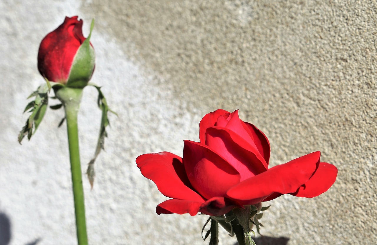 red roses  bud  bloom free photo