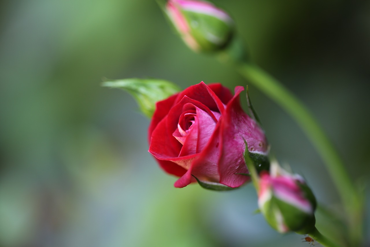 red roses  flower  blossom free photo