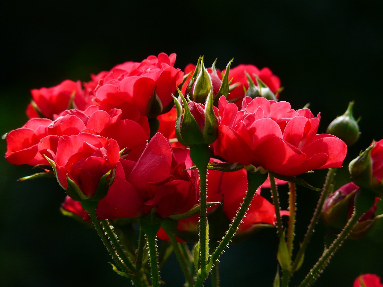 red roses rose roses free photo