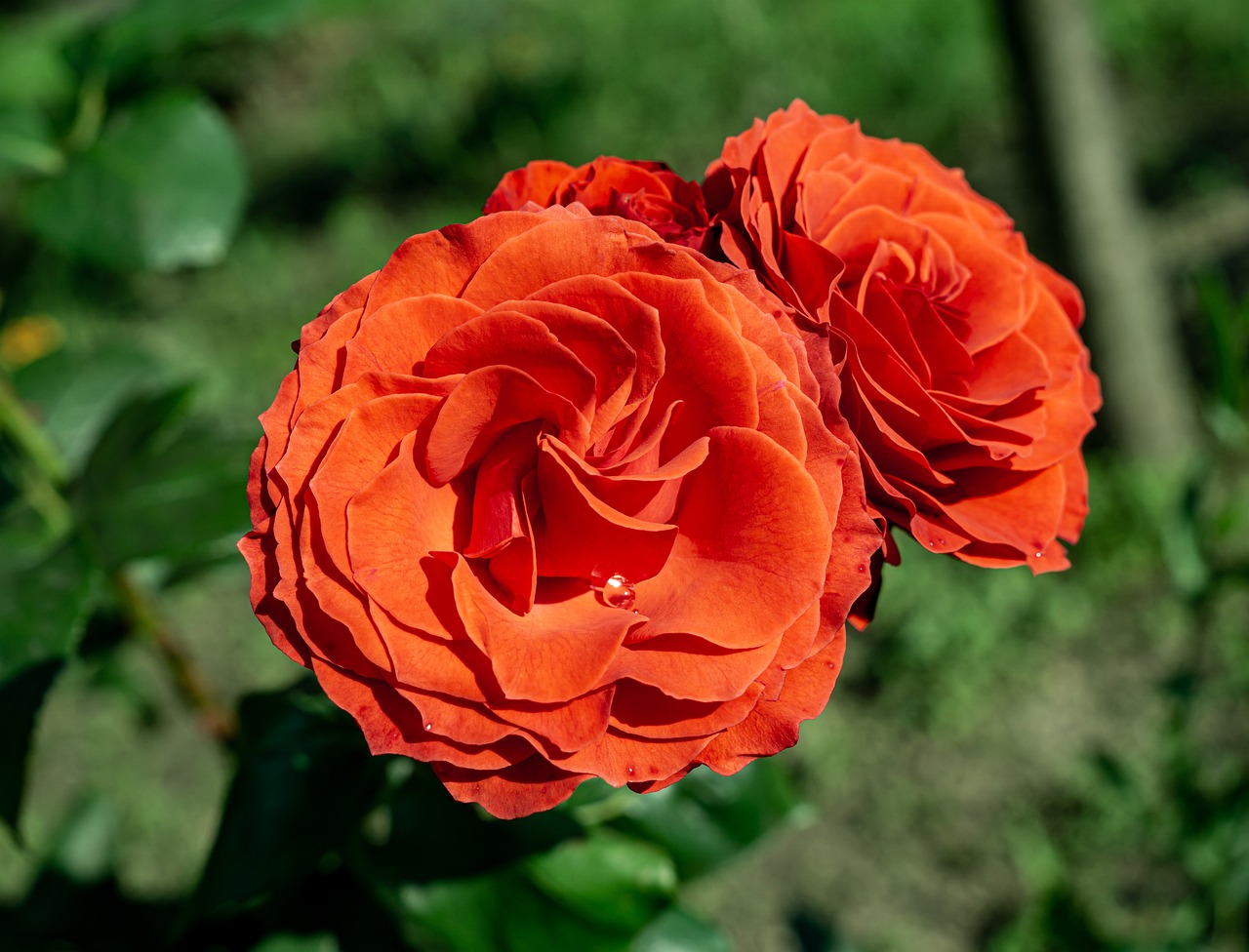 red roses  sunny day  colorful free photo