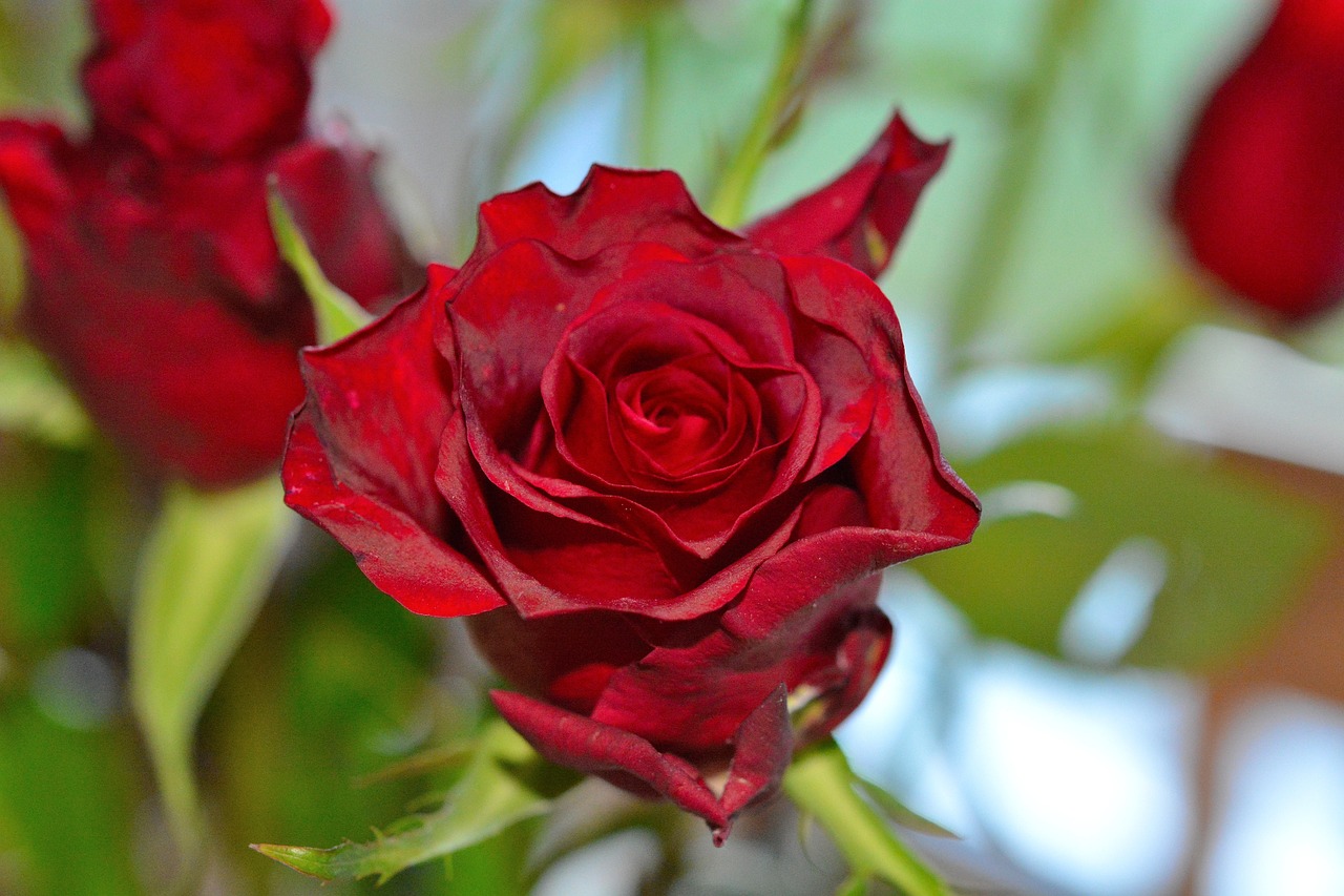 red roses flowers close free photo