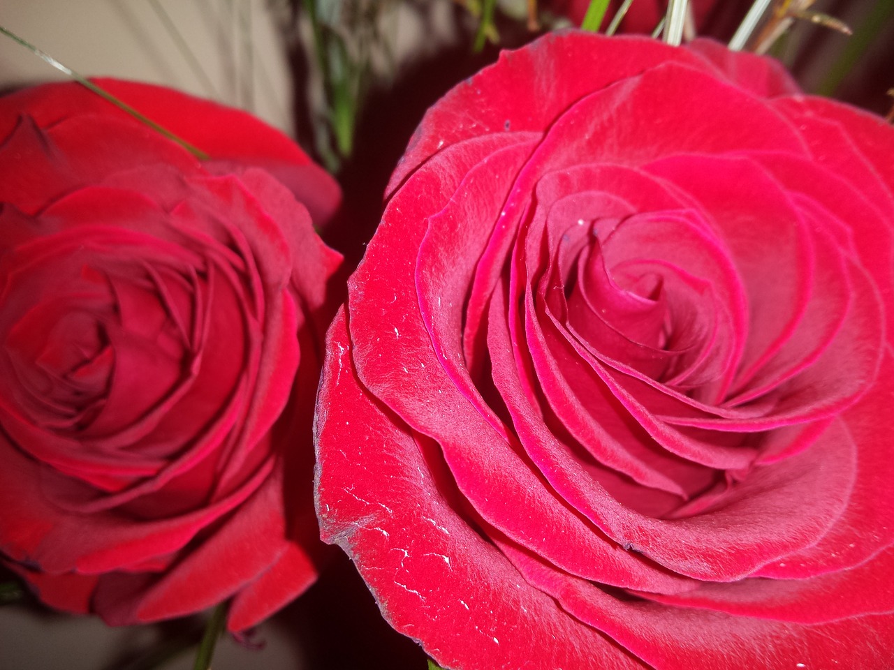 red roses rose red free photo