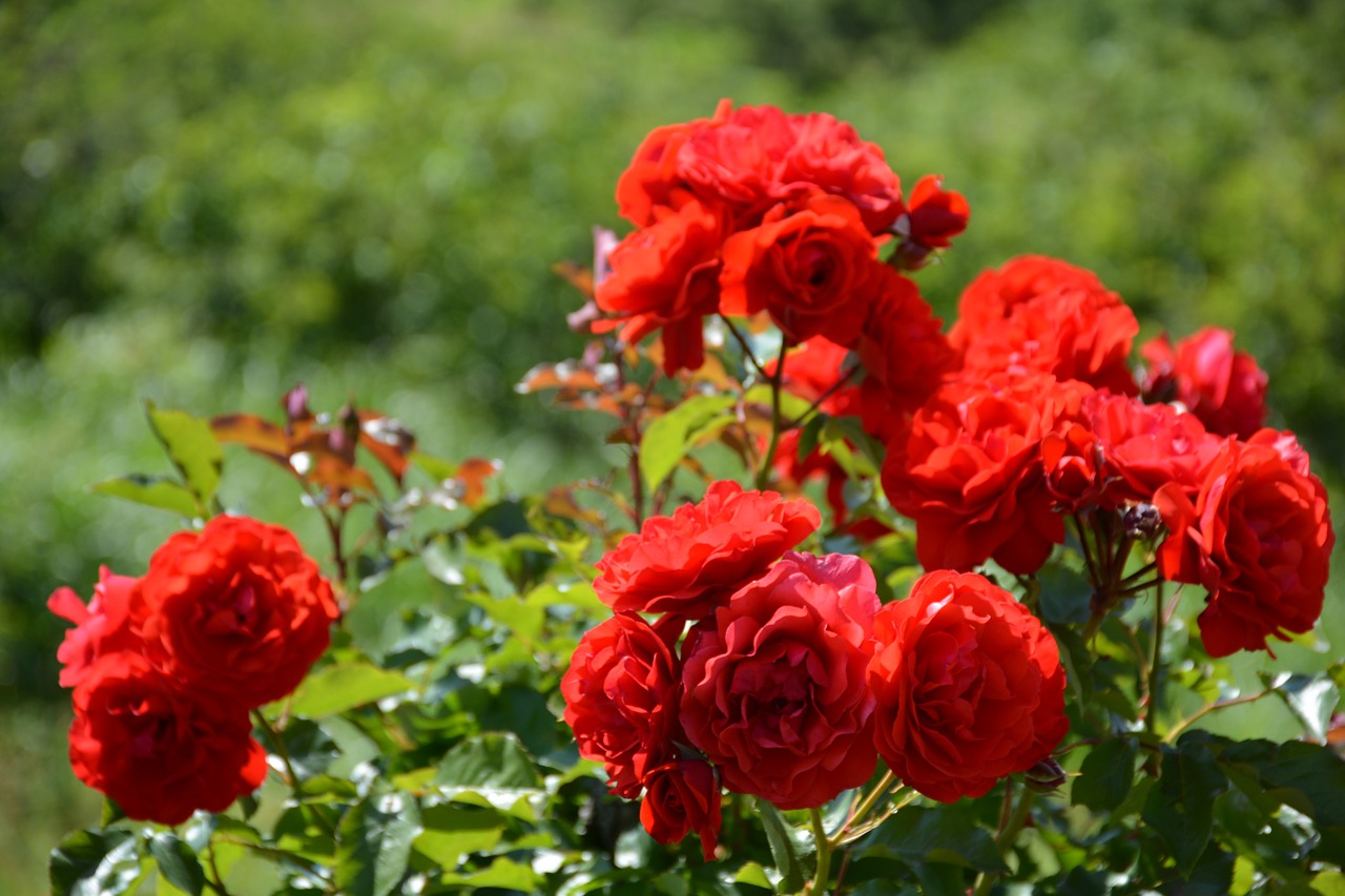 red roses rose rose garden free photo