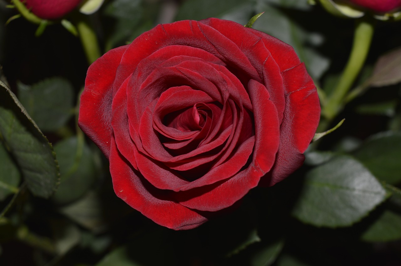 rose red romance free photo