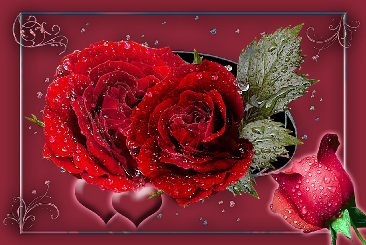 red roses rosebud hearts free photo