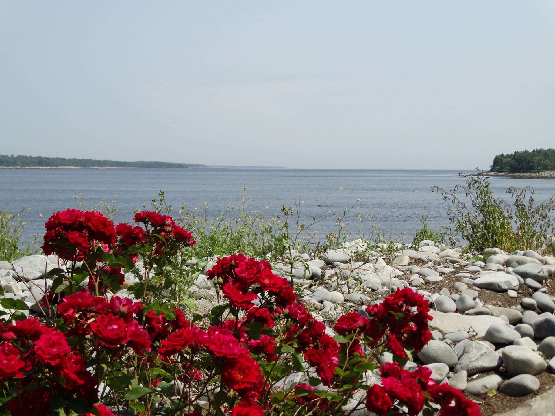 red roses rock free photo