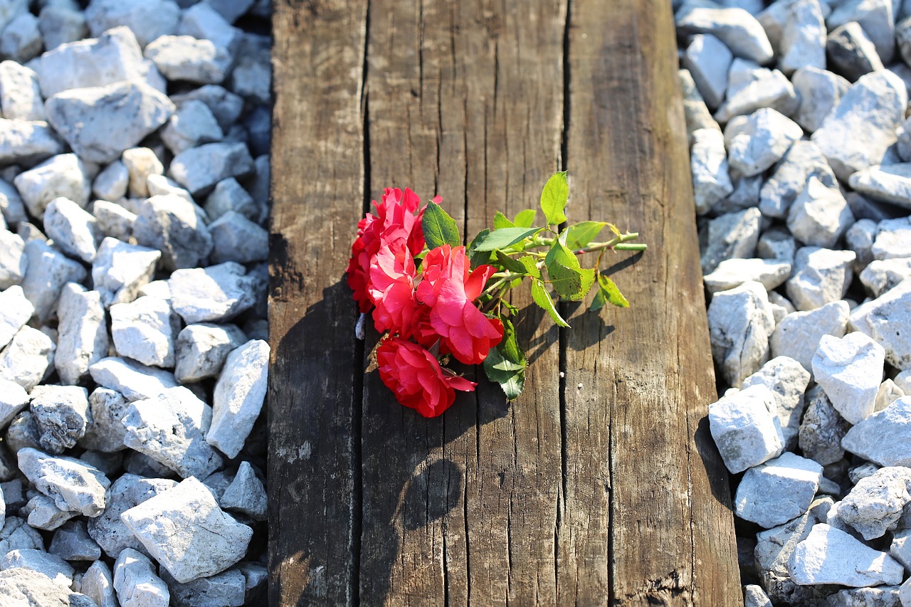 red roses on railway train accident tragedy free photo