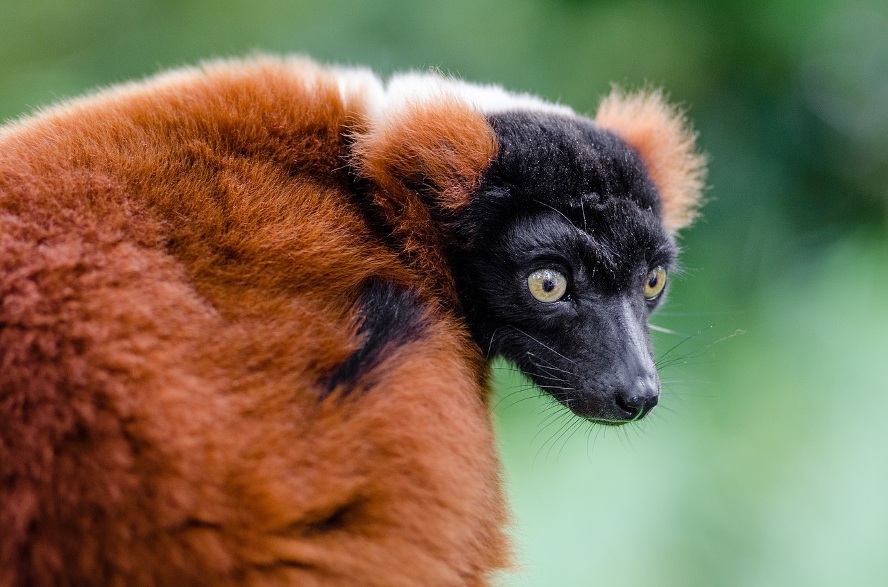 red ruffed lemur wildlife madagascar free photo