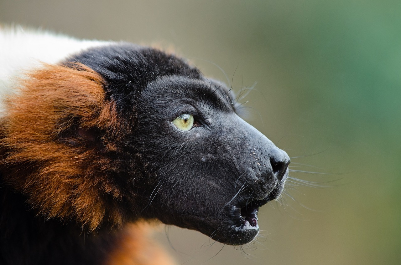 red ruffed lemur wildlife madagascar free photo