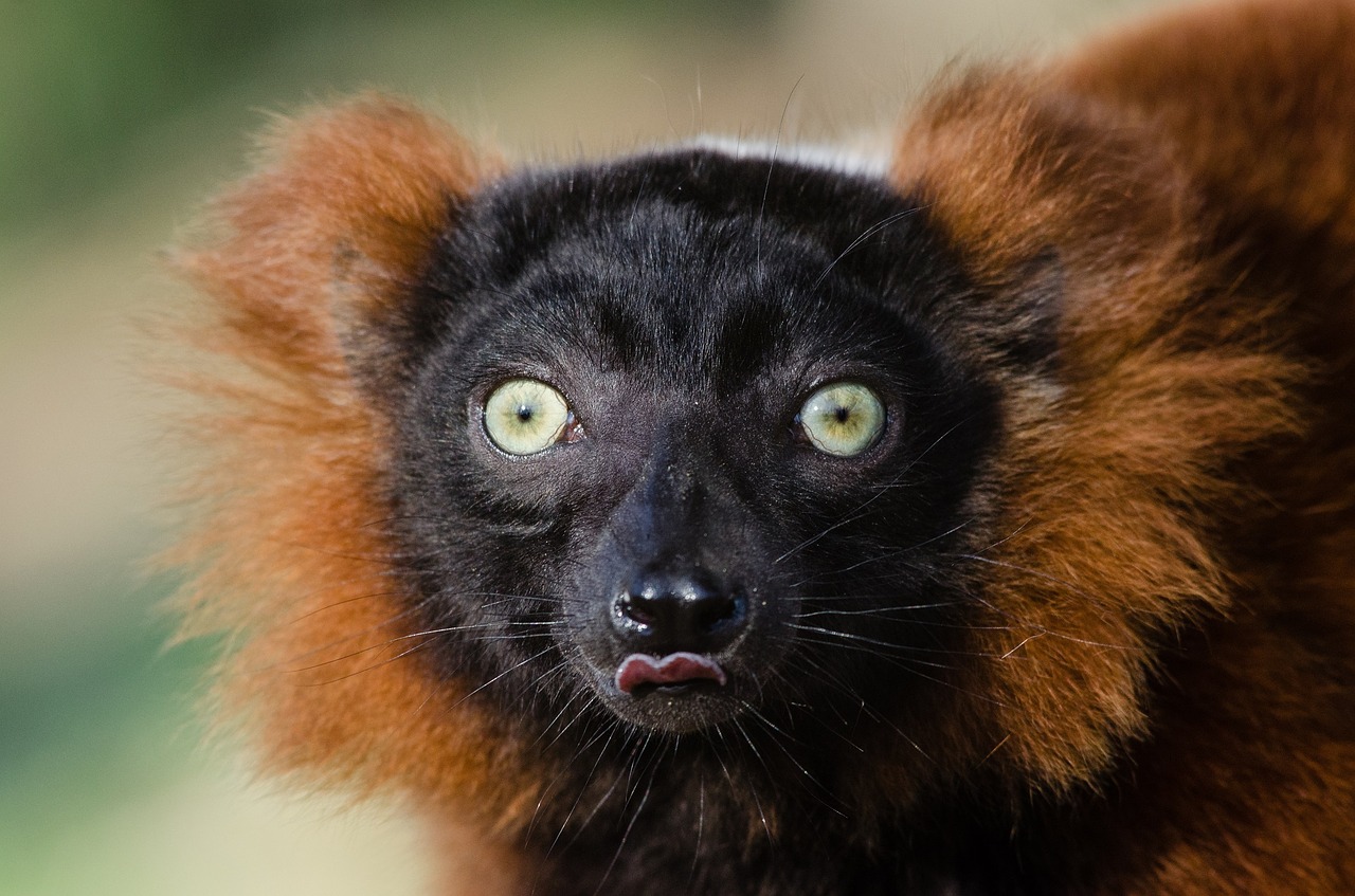 red ruffed lemur portrait head free photo