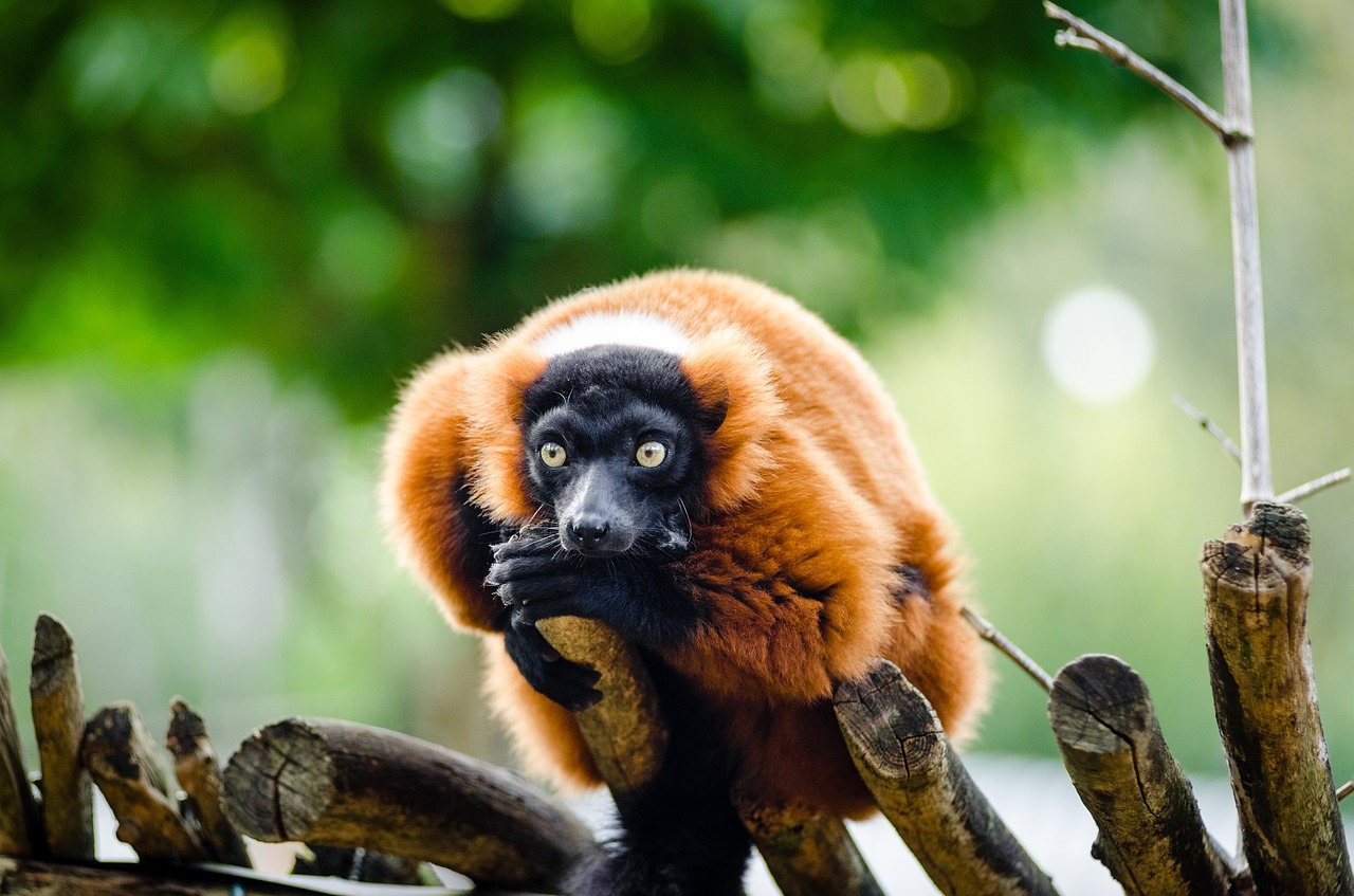 red ruffed lemur wildlife madagascar free photo