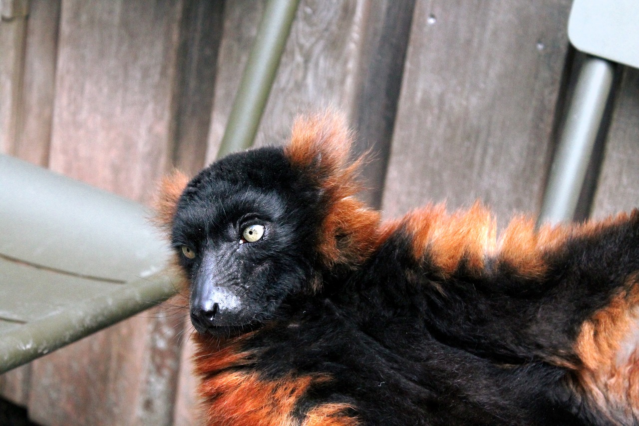 red ruffed lemur  rode vari  mammal free photo