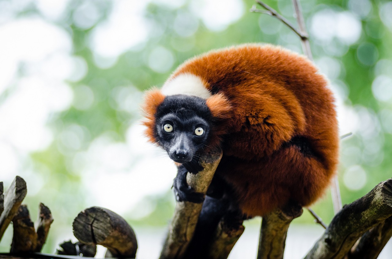 red ruffed lemur wildlife madagascar free photo