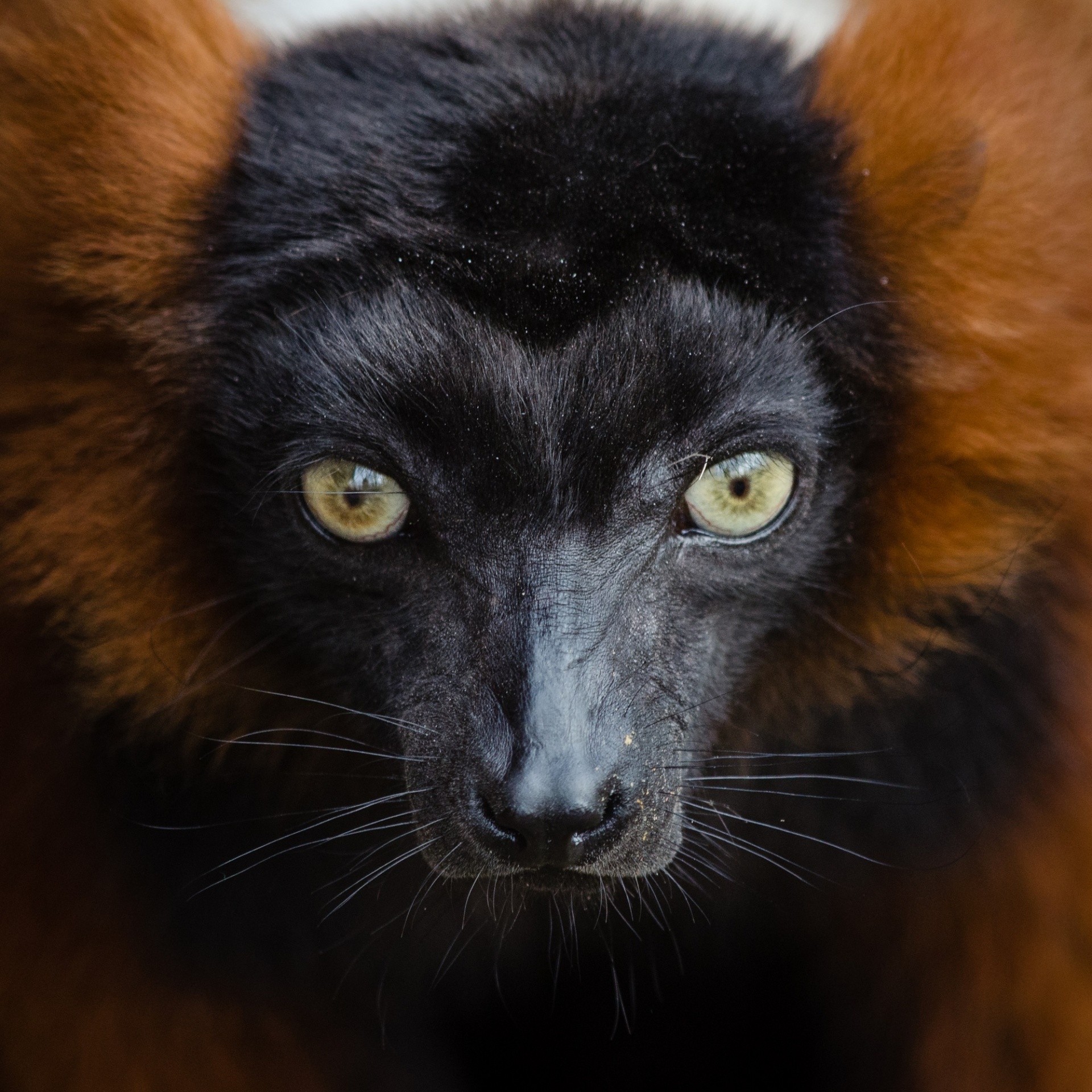 lemur red ruffed free photo