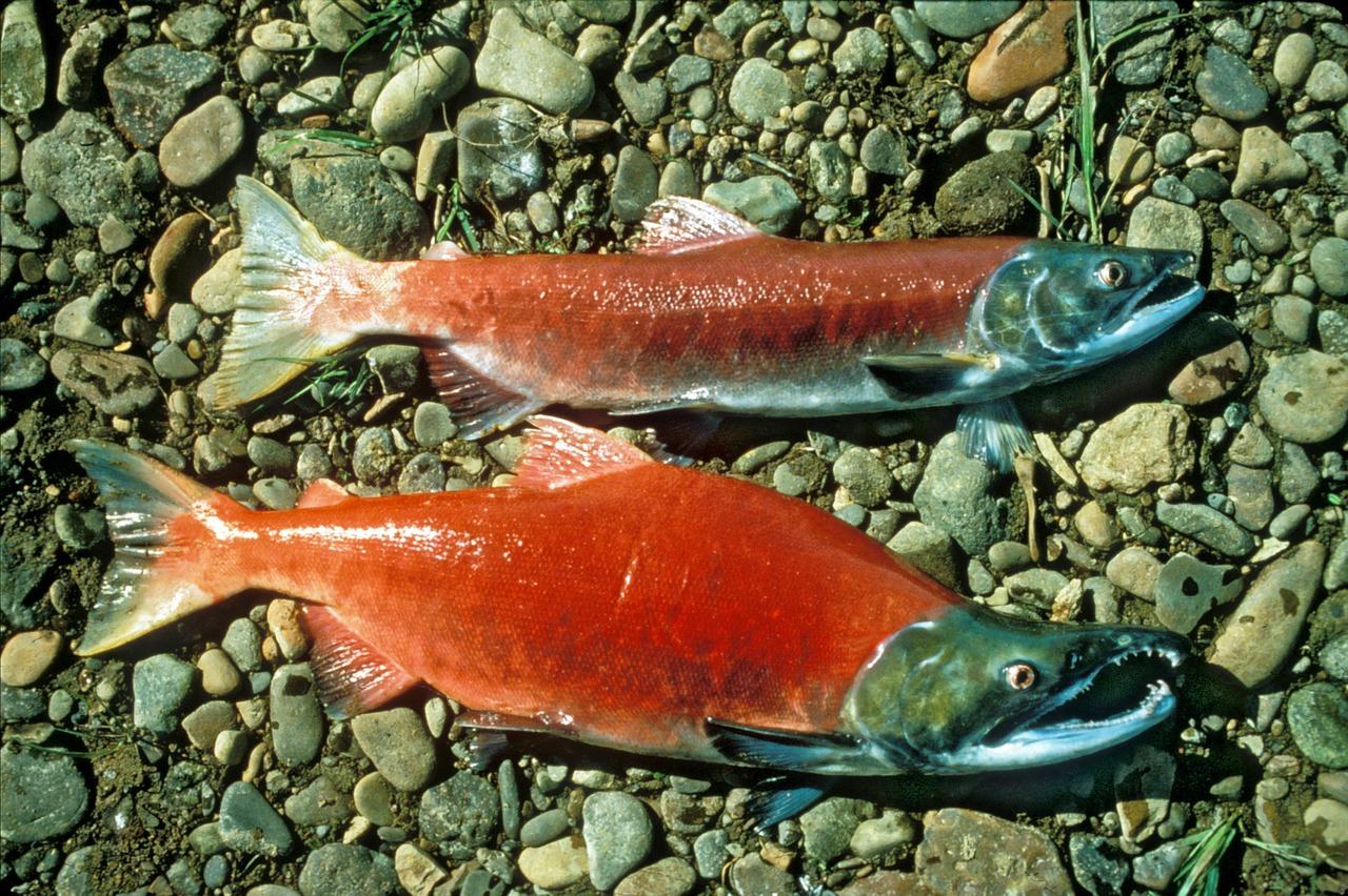 red salmon sockeye salmon sockeye free photo