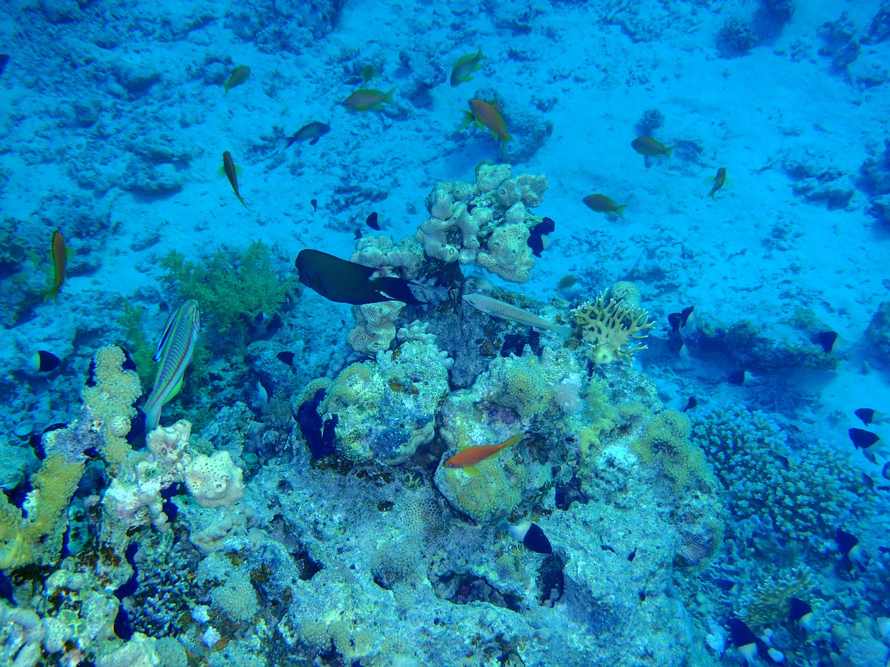 red sea fish corals free photo