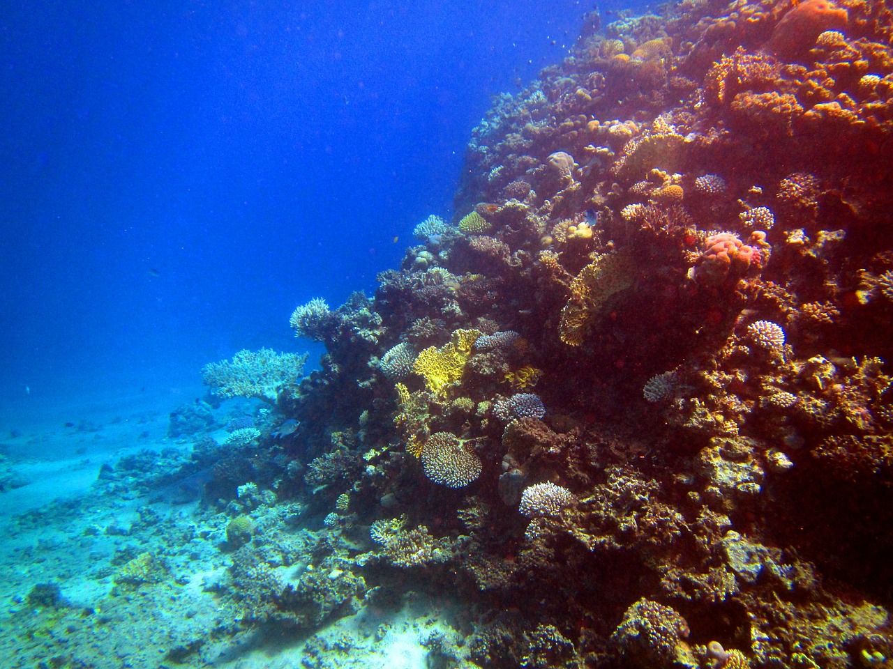 red sea coral fish free photo
