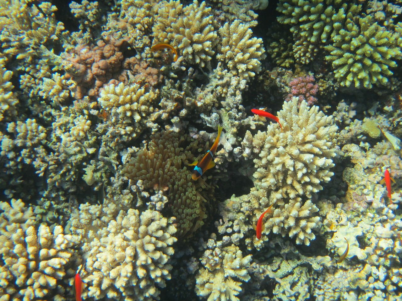 red sea coral egypt free photo