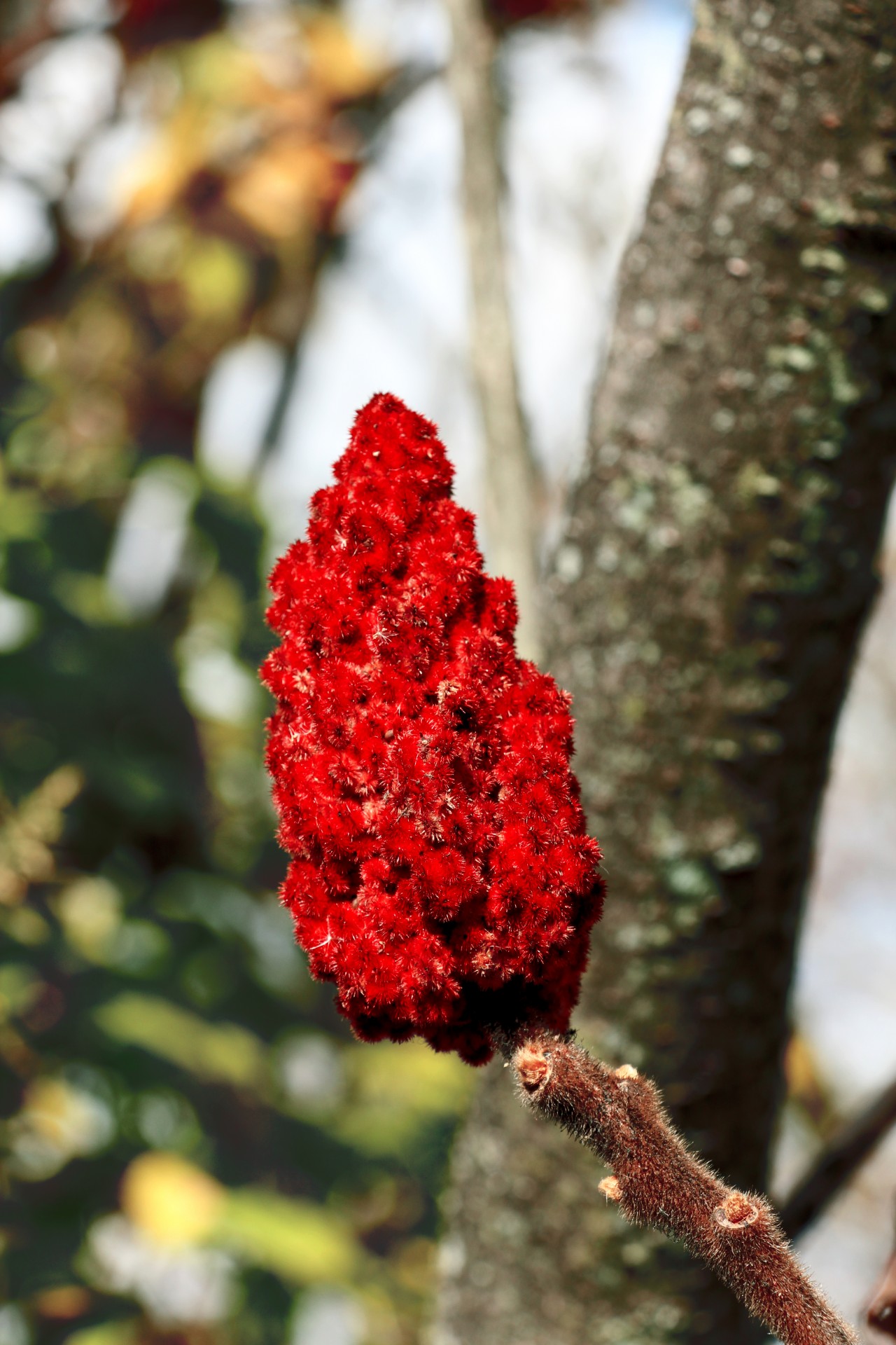 Дерево с красными цветами фото