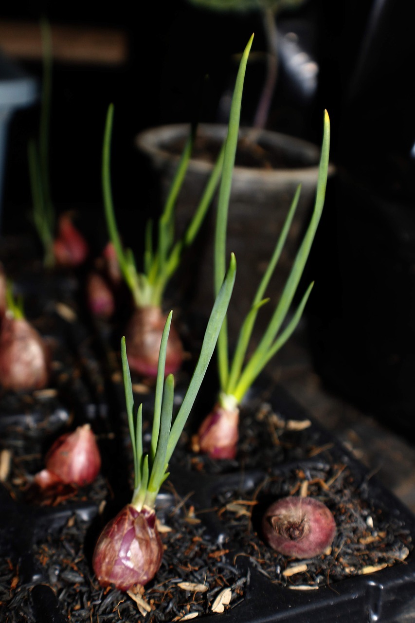 red shallots onion growing free photo