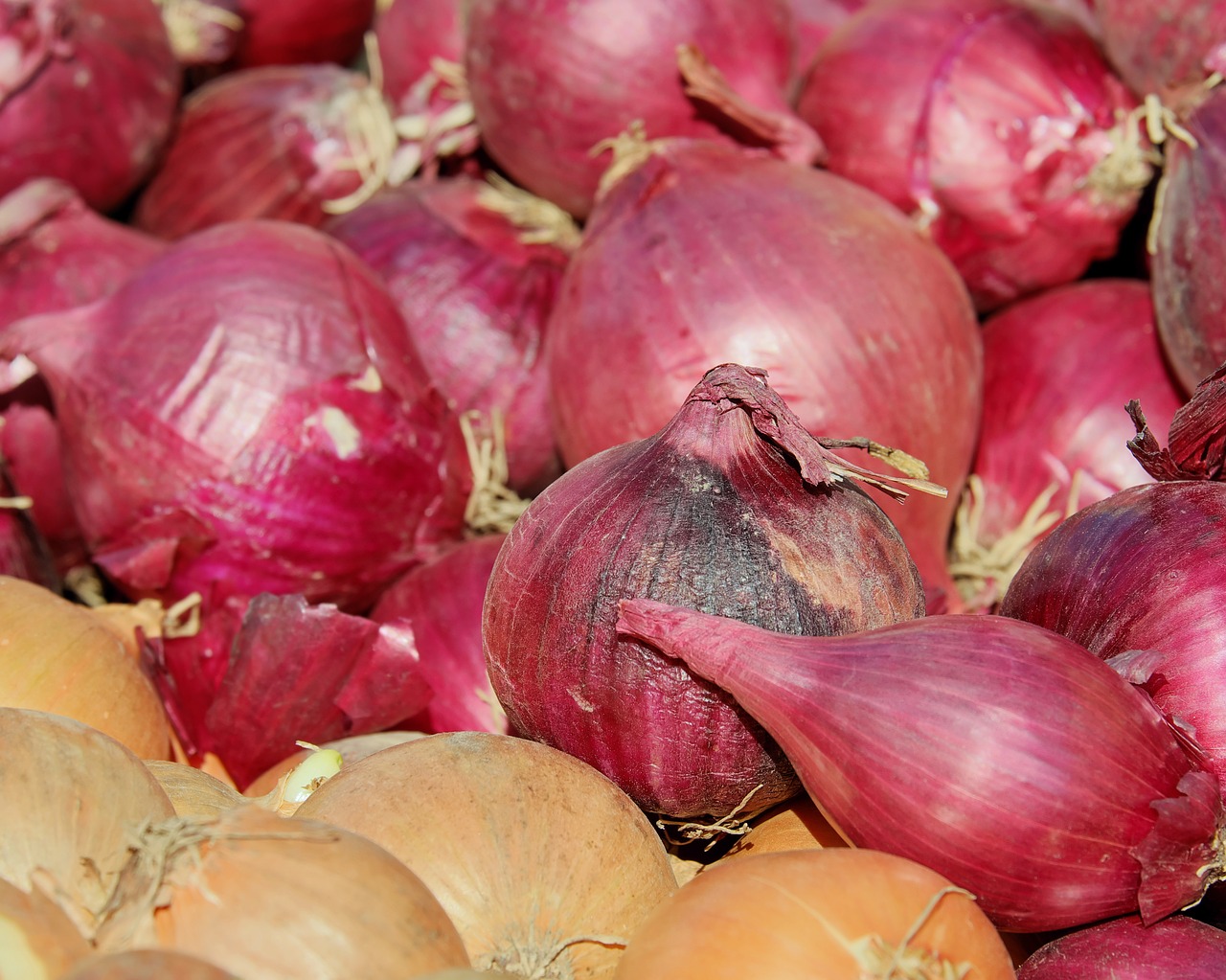 red shallots noble onion onion free photo
