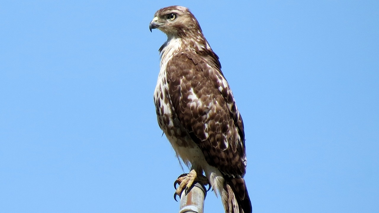 red shouldered hawk perched bird free photo
