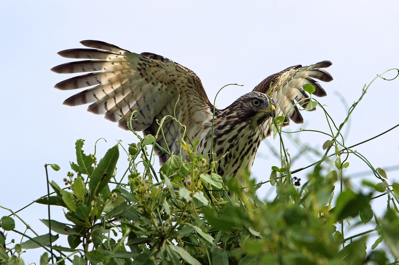 red shouldered hawk perched branch free photo