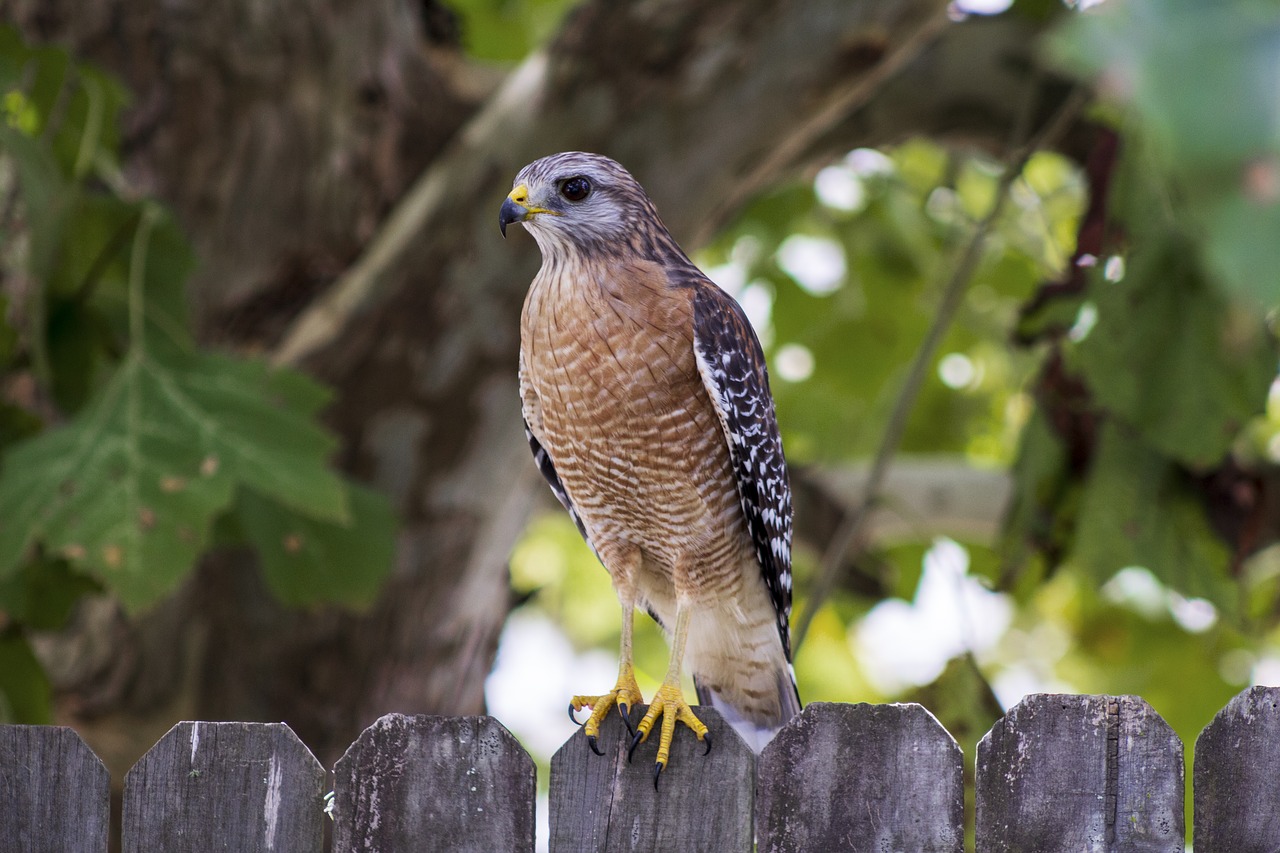 red shouldered hawk  talons  raptor free photo