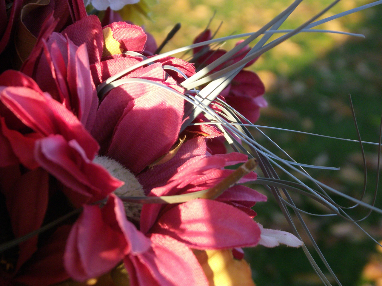 red silk flower free photo