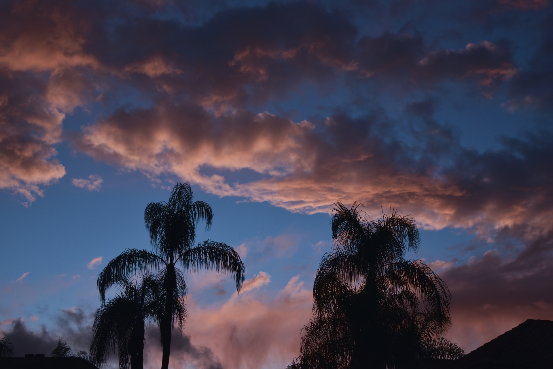 sky red palm free photo