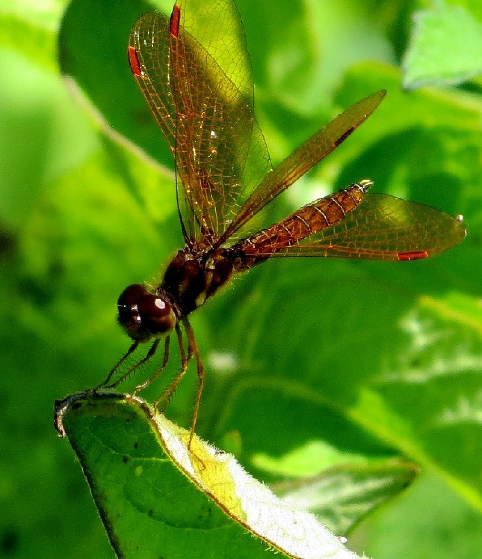 dragonfly red lacy free photo