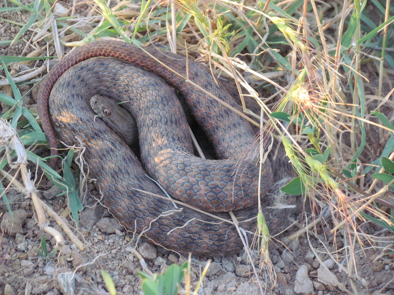 red snake kızılırmak basin non-toxic free photo