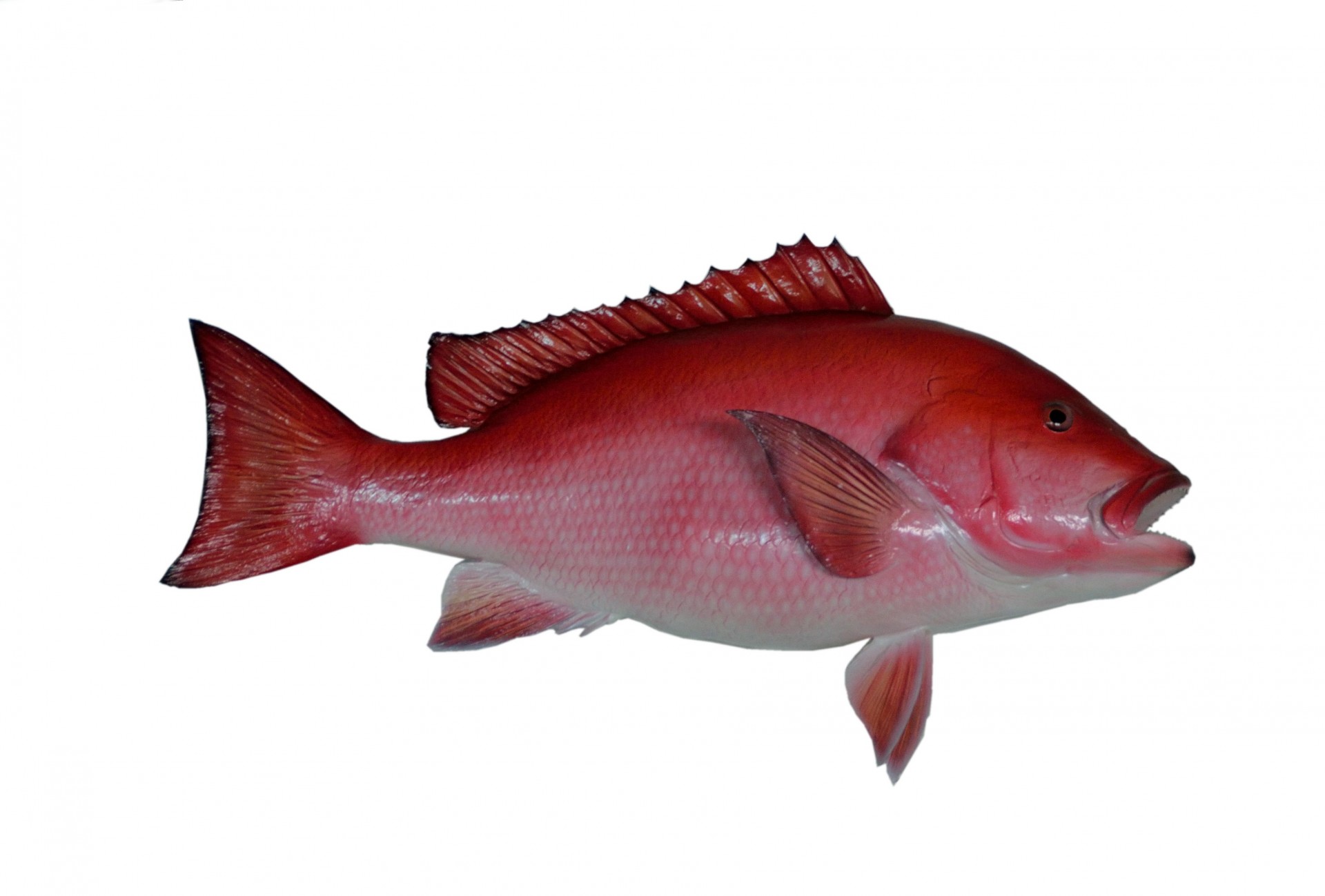 red snapper mounted fish free photo