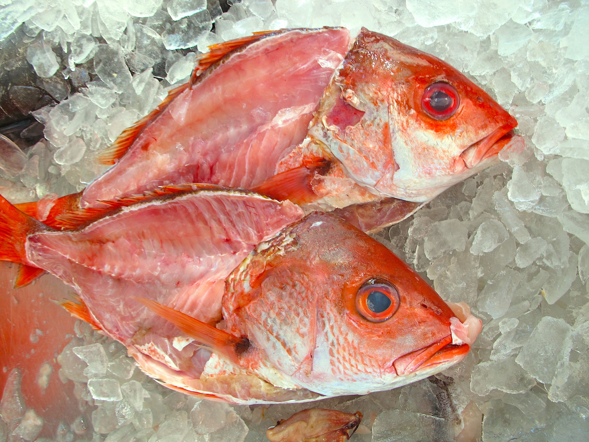 fish red snapper fish market free photo