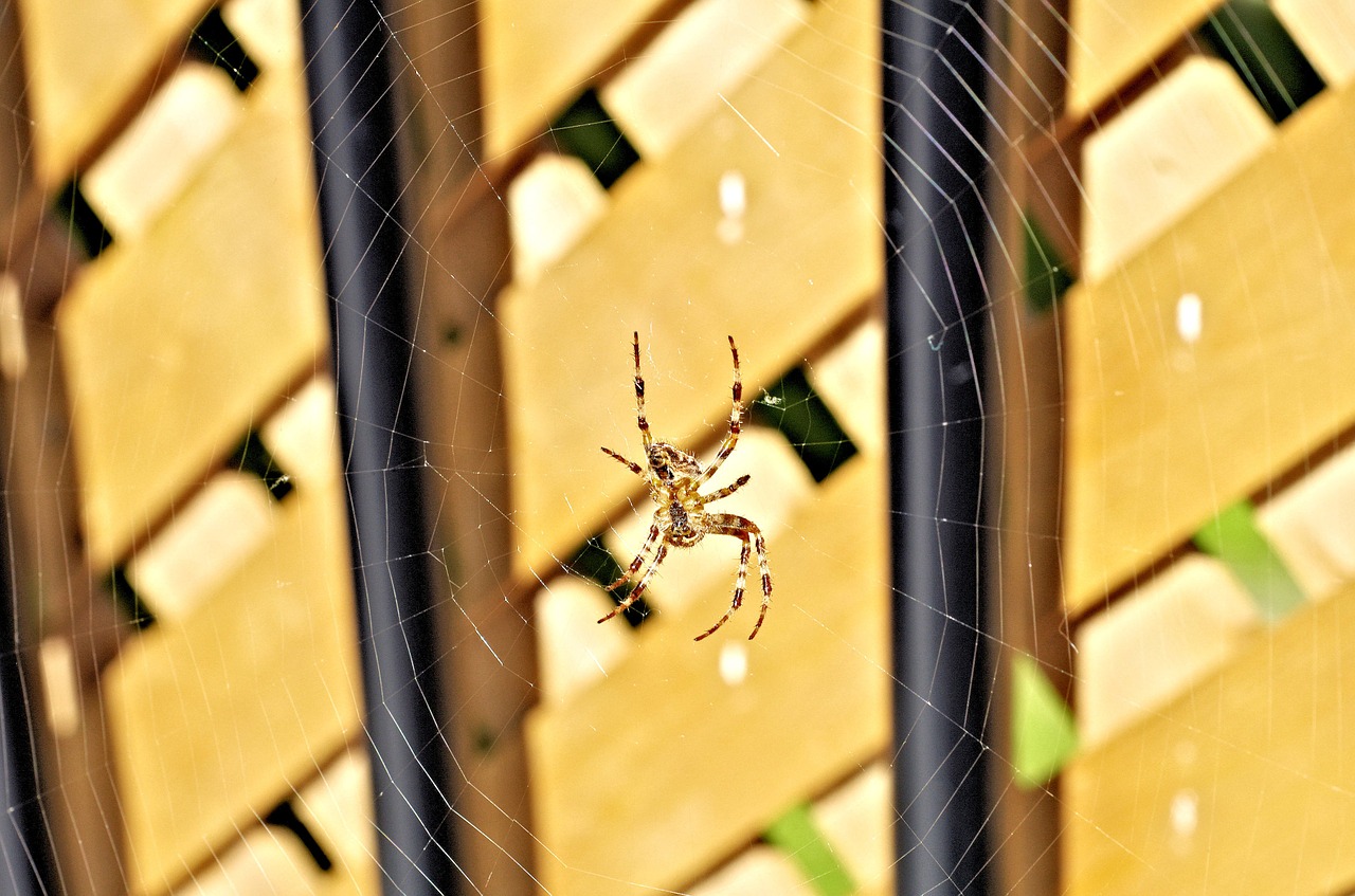 spider spider web cobweb free photo