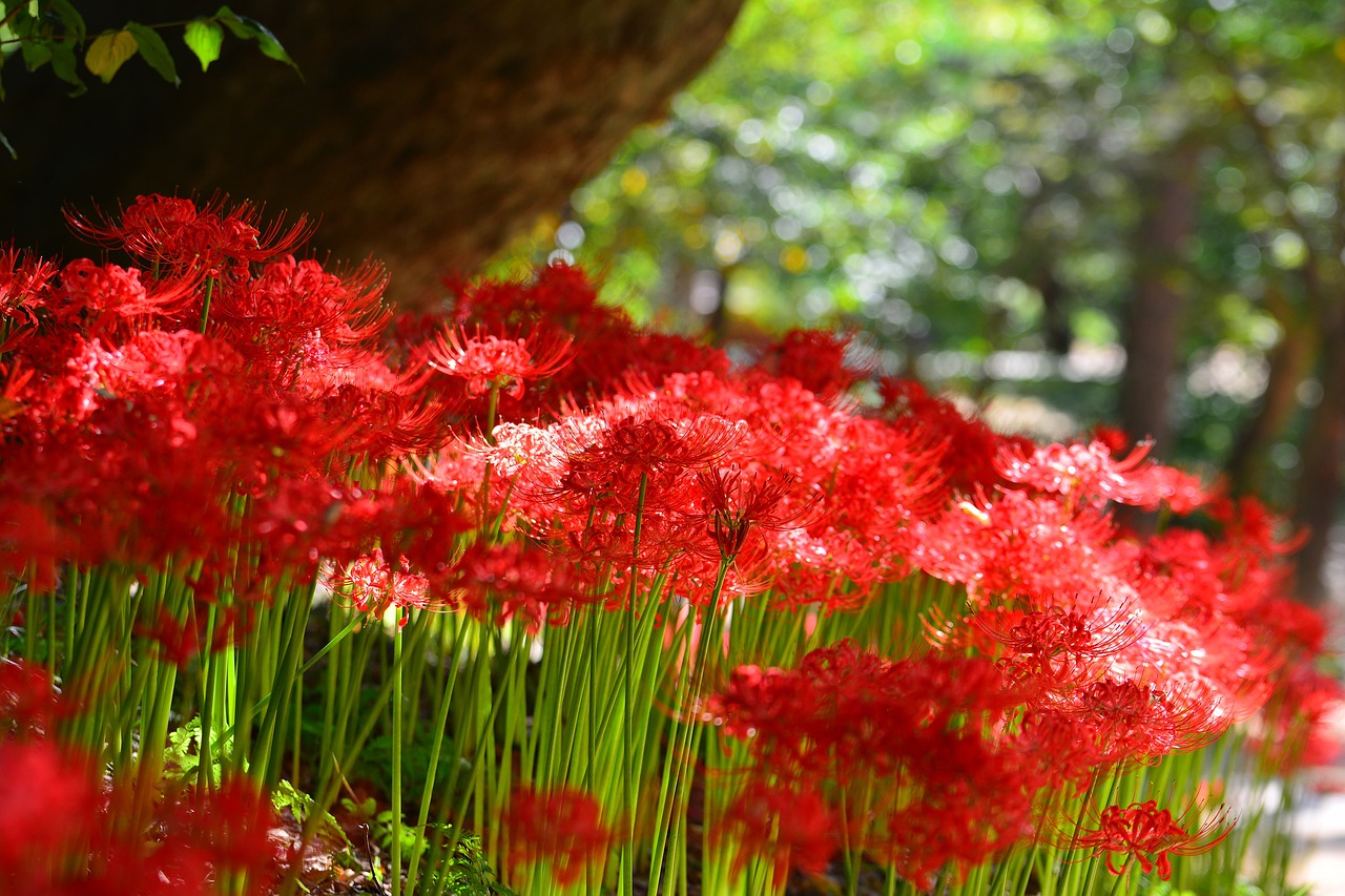 red spider lily korea incheon free photo