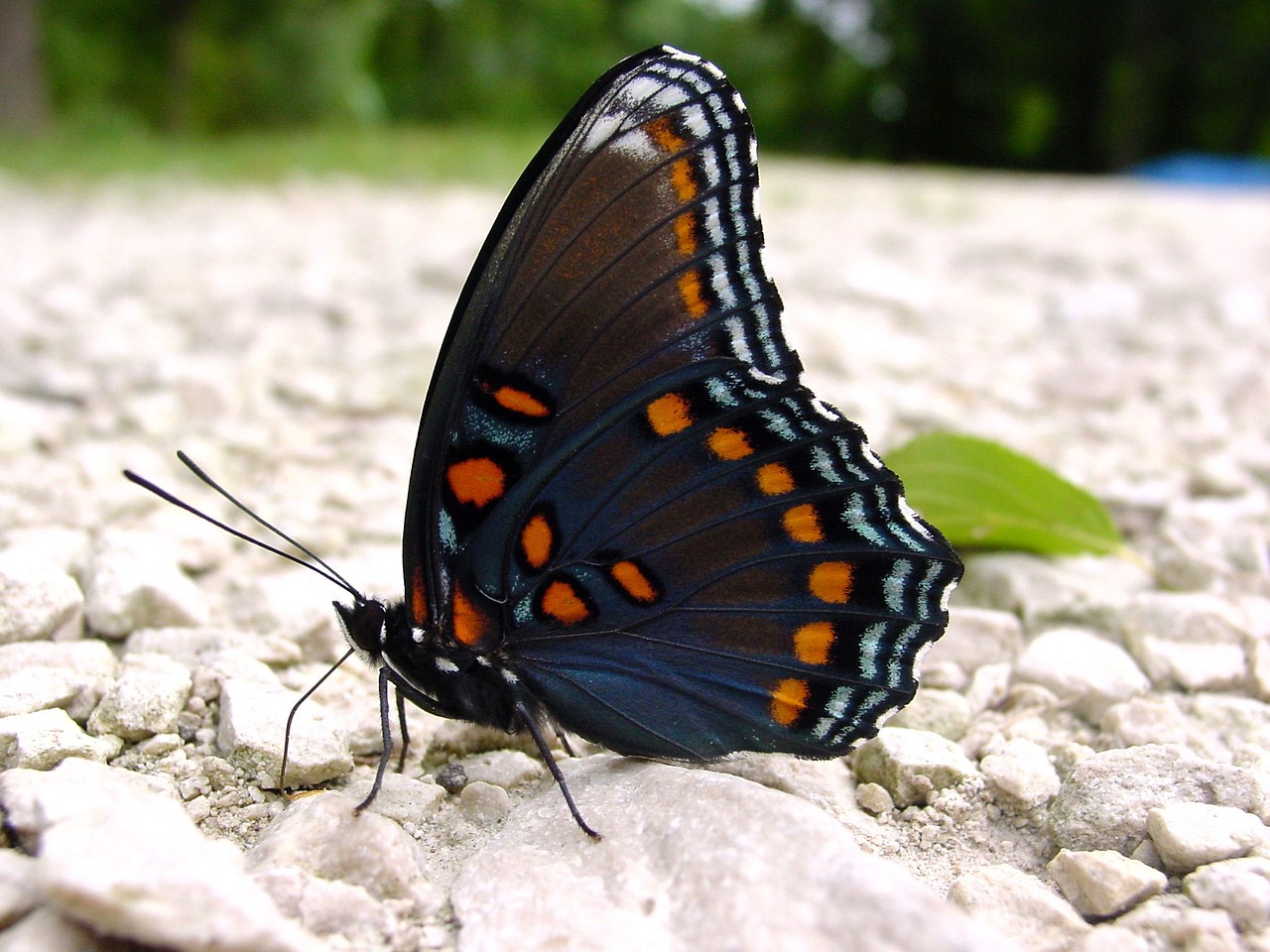 red-spotted purple butterfly free photo