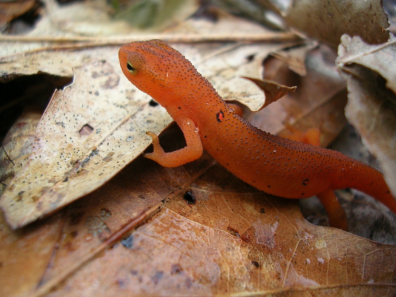 red spotted newt newt reptile free photo