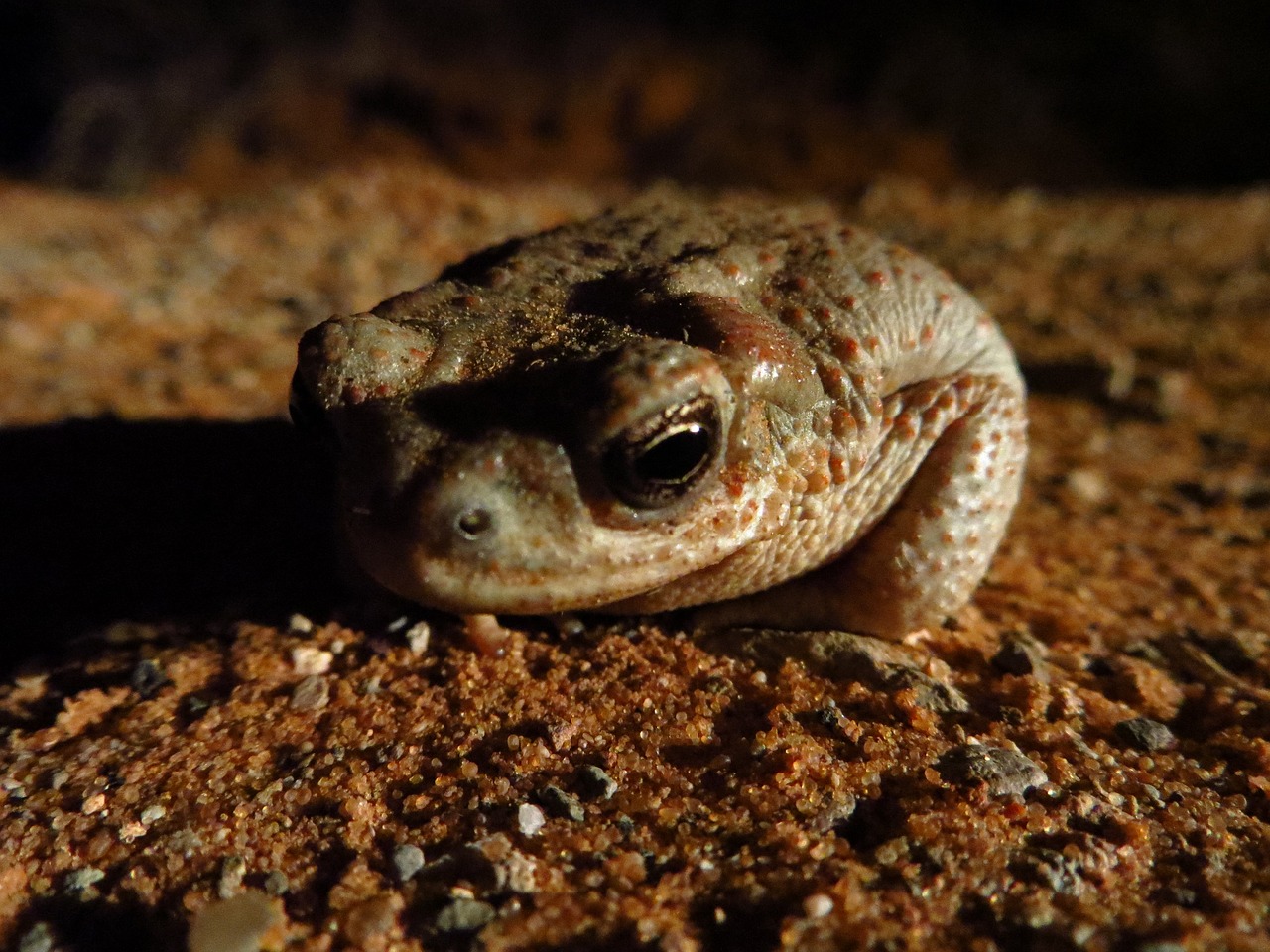 red spotted toad wildlife nature free photo
