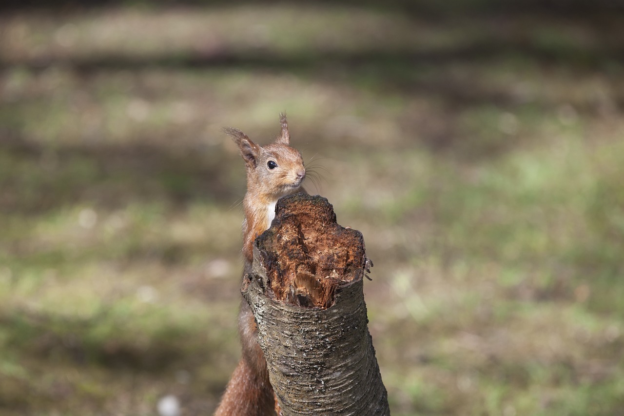 red squirrel animal sciurus free photo