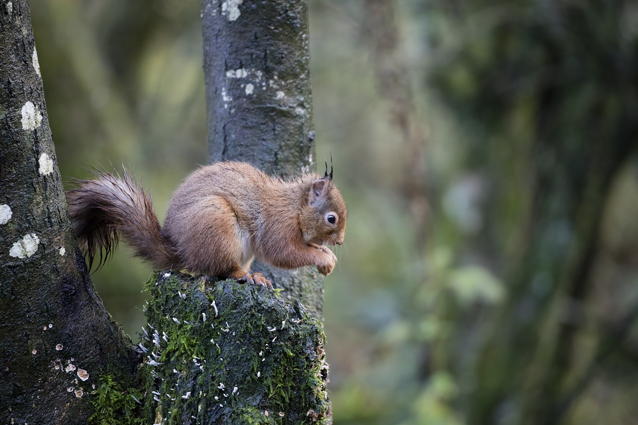 red squirrel wildlife forest free photo