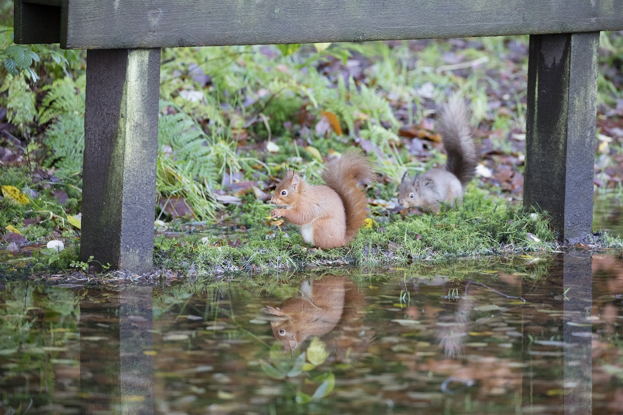 red squirrel wildlife forest free photo