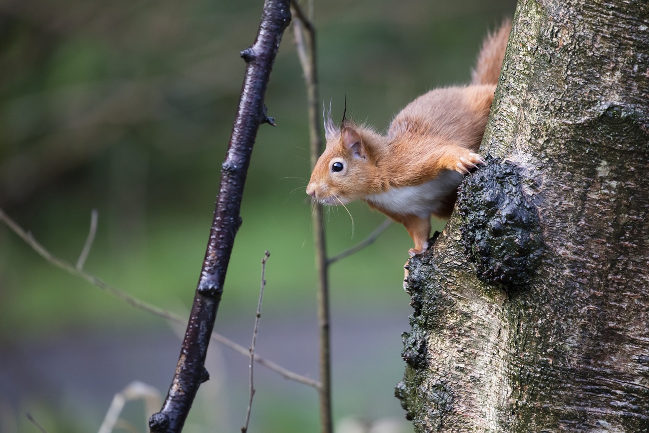 red squirrel wildlife forest free photo