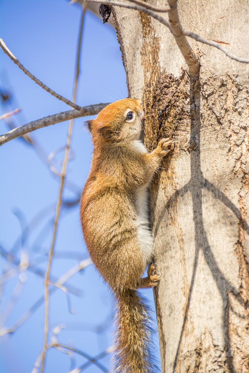 red squirrel rodent squirrel free photo