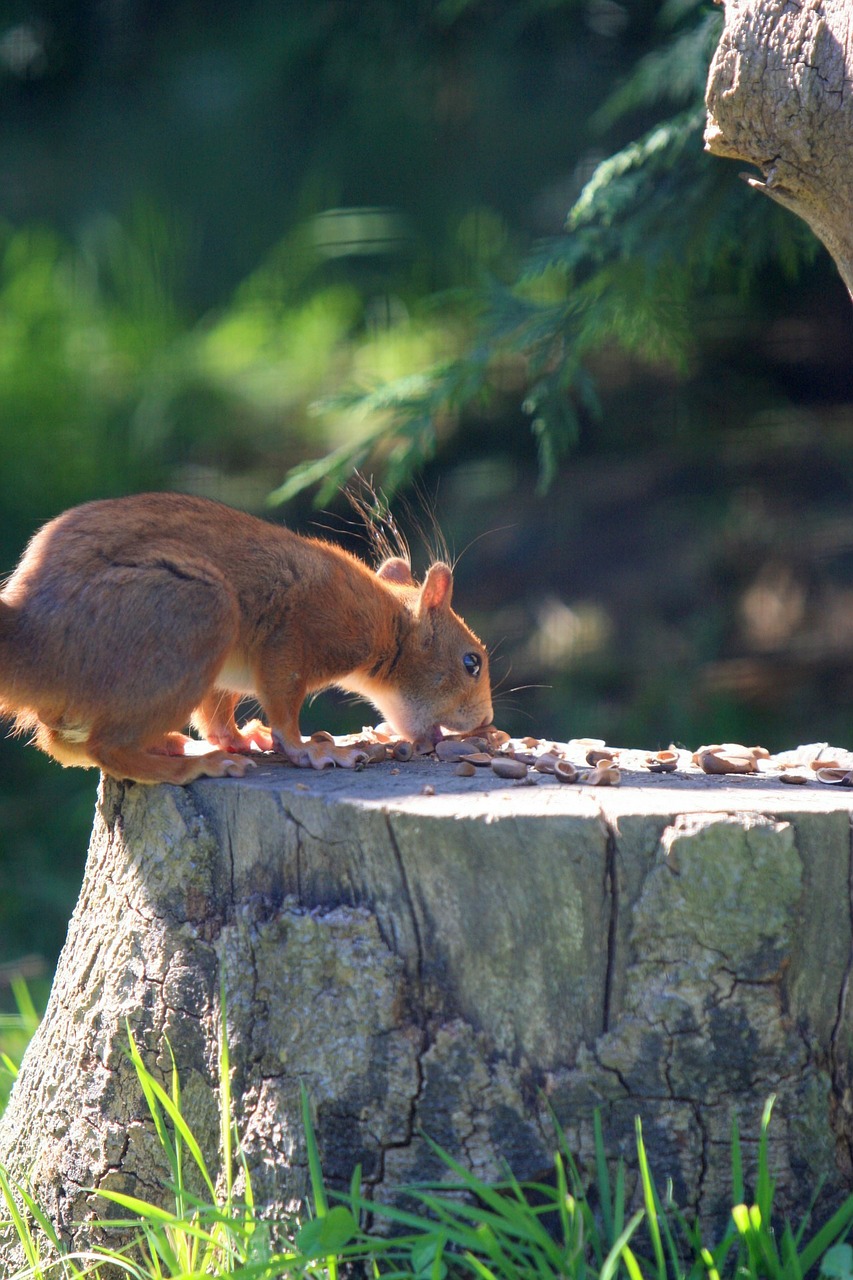 red squirrel animal red free photo